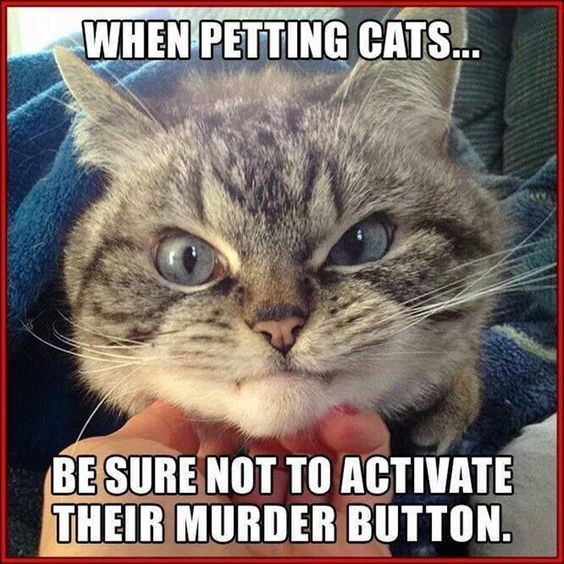 20-Funny-Animal-Jokes-and-Memes-14-Funny-Animals-humor.jpg