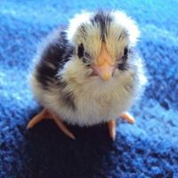200x200px-ZC-1afd9846_cutestuff.jpg