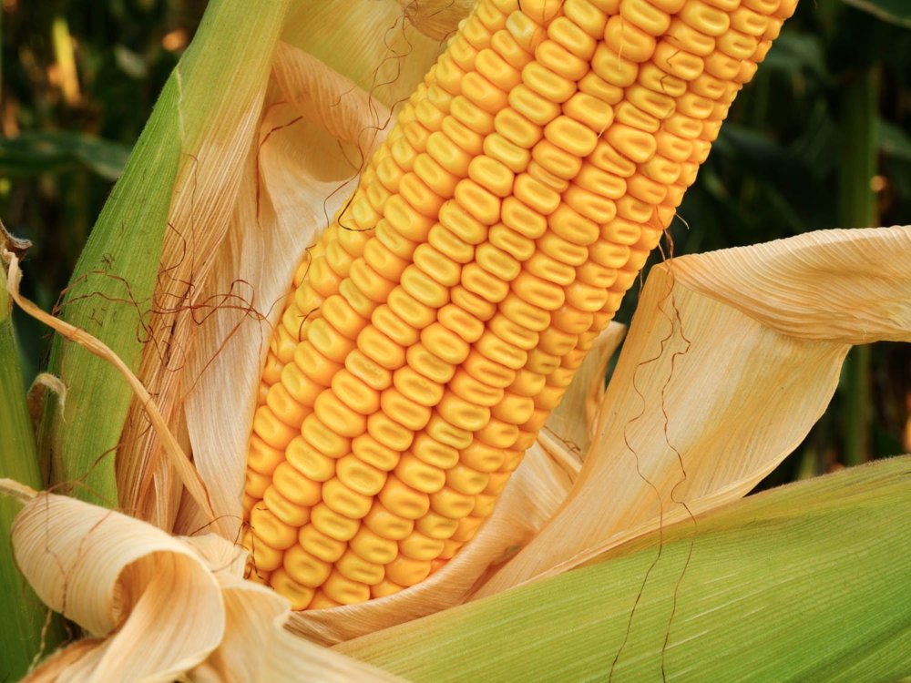 20150803-corn-guide-dent-corn-stock-1 (1).jpg