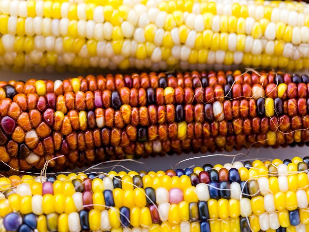 20150803-corn-guide-flint-stock-2.jpg
