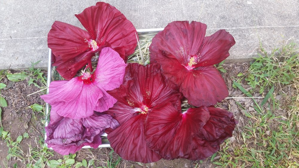 20150901_102234r.jpg