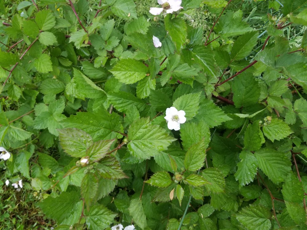 20170608_195106.jpg