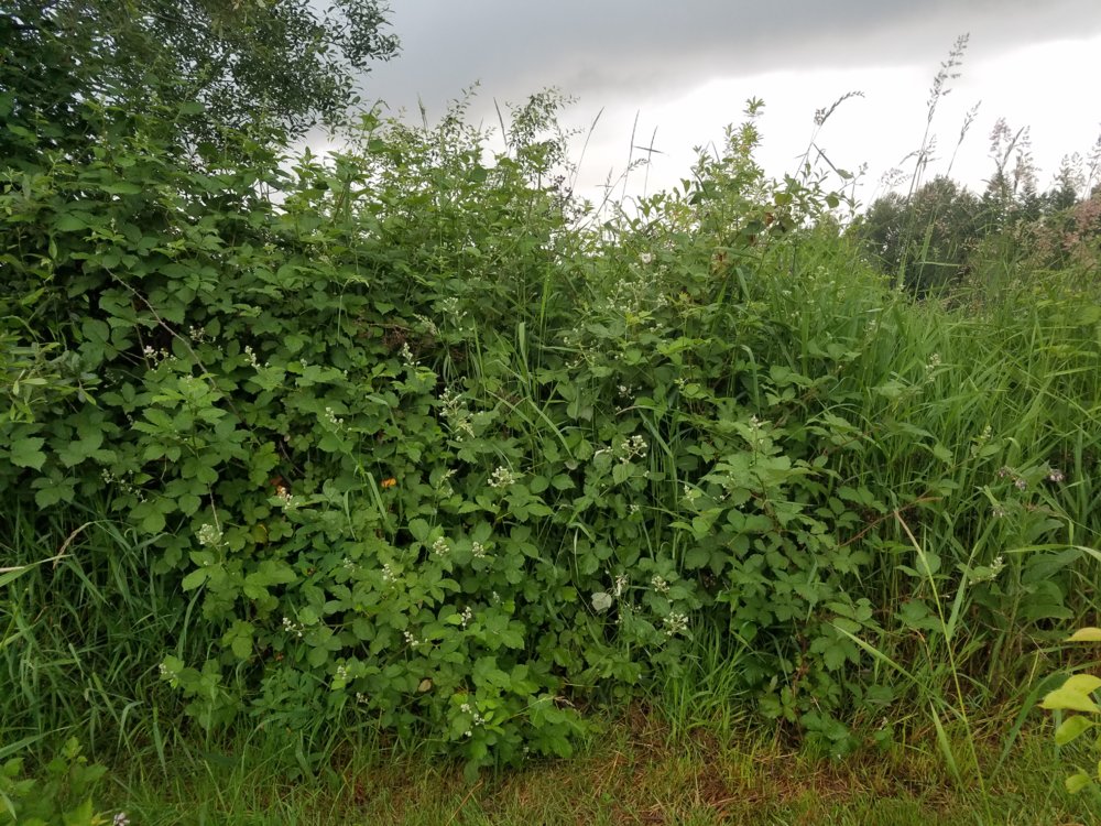 20170608_195141.jpg