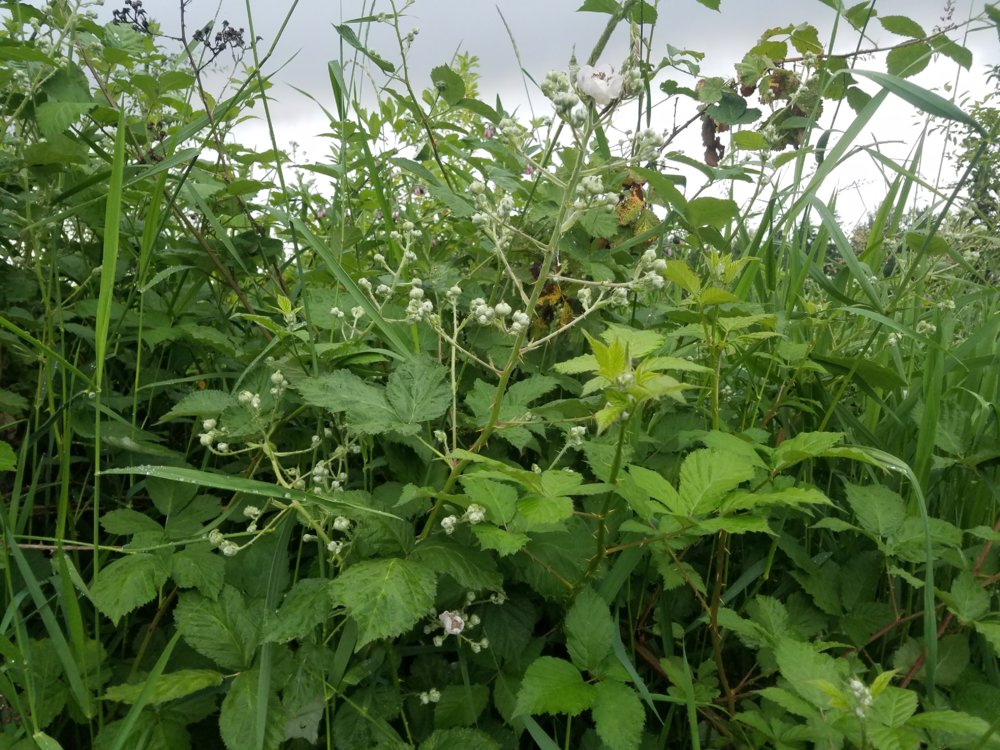 20170608_195148.jpg