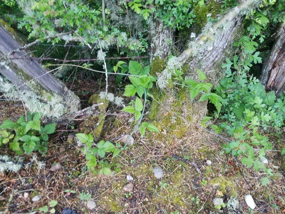 20170608_195226.jpg