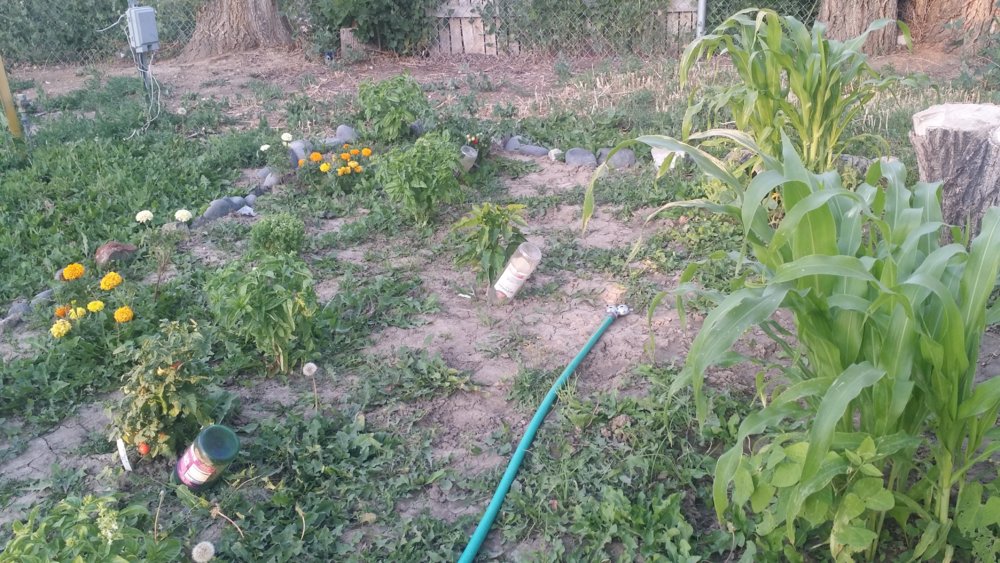 20170726_201011.jpg