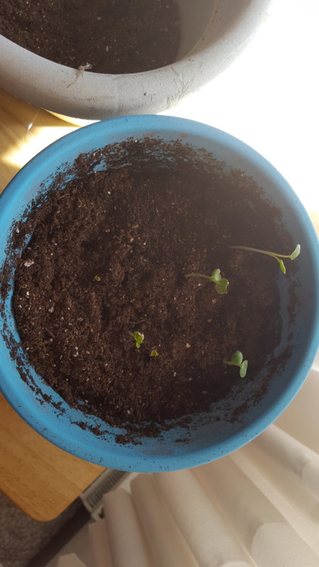20180325_114018.jpg