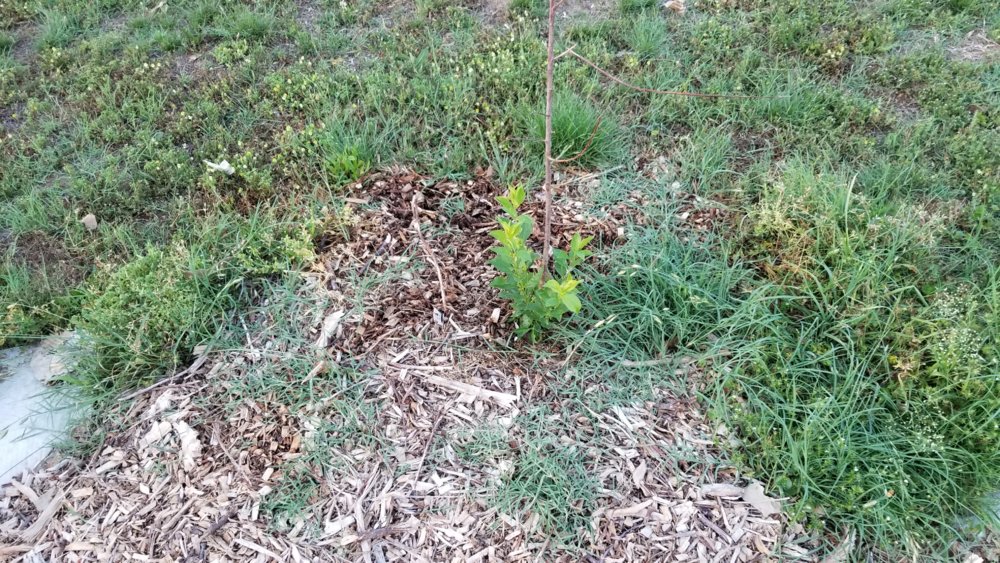 20180522_202002.jpg