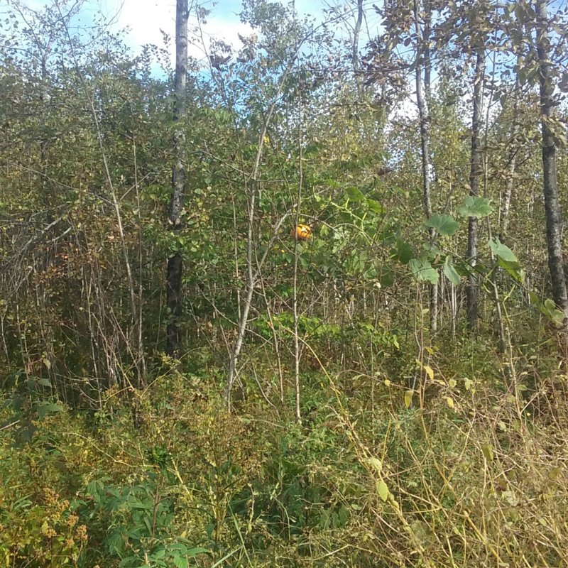 20181005_153653-1.jpg