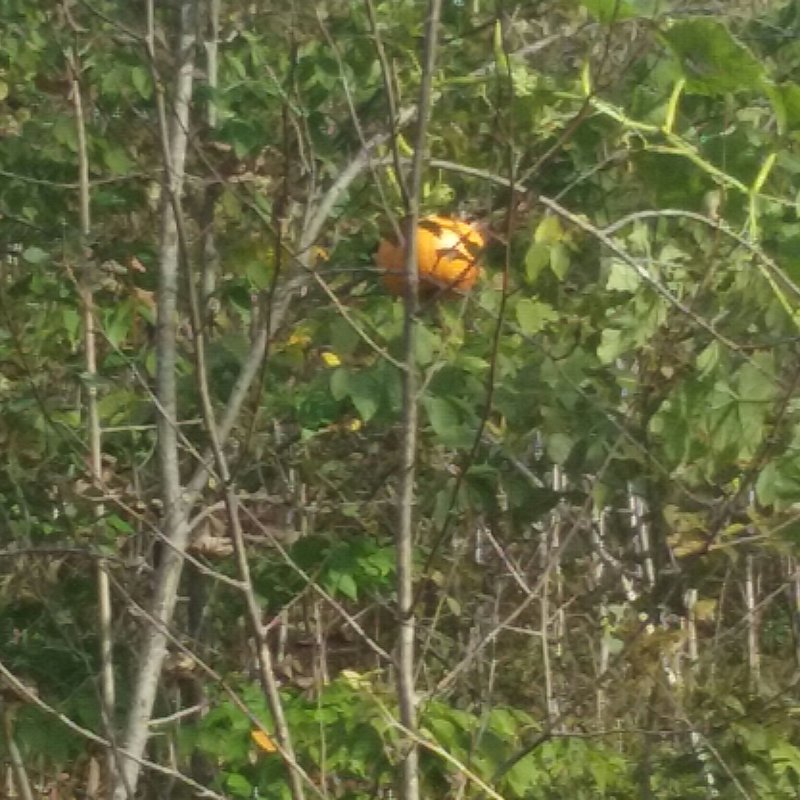 20181005_153658-1.jpg
