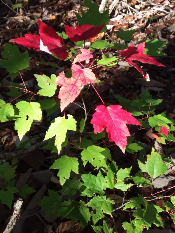 20181110_085204.jpg