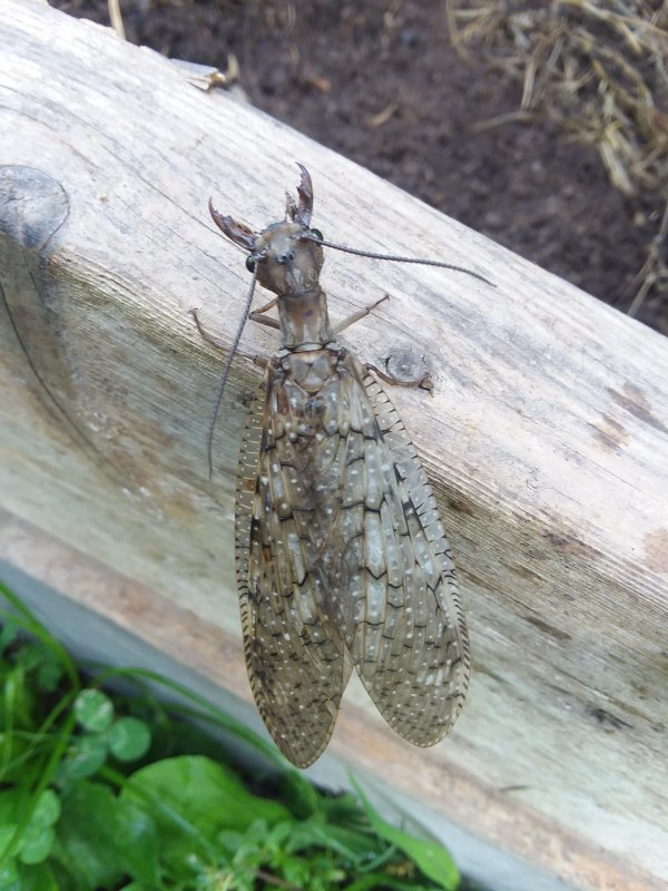 20190617_071219.jpg