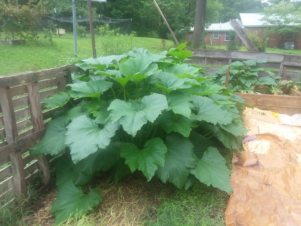 20190618_083715.jpg