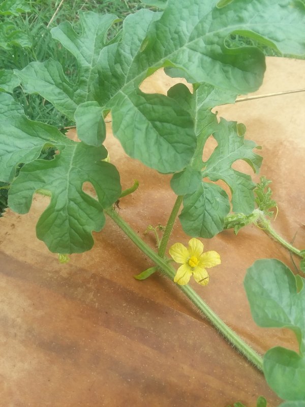 20190618_084051.jpg