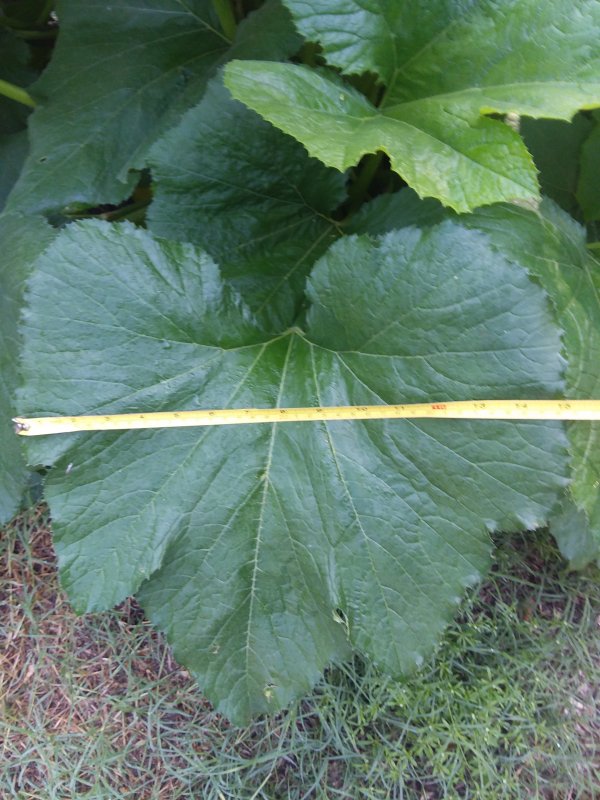 20190621_092225.jpg
