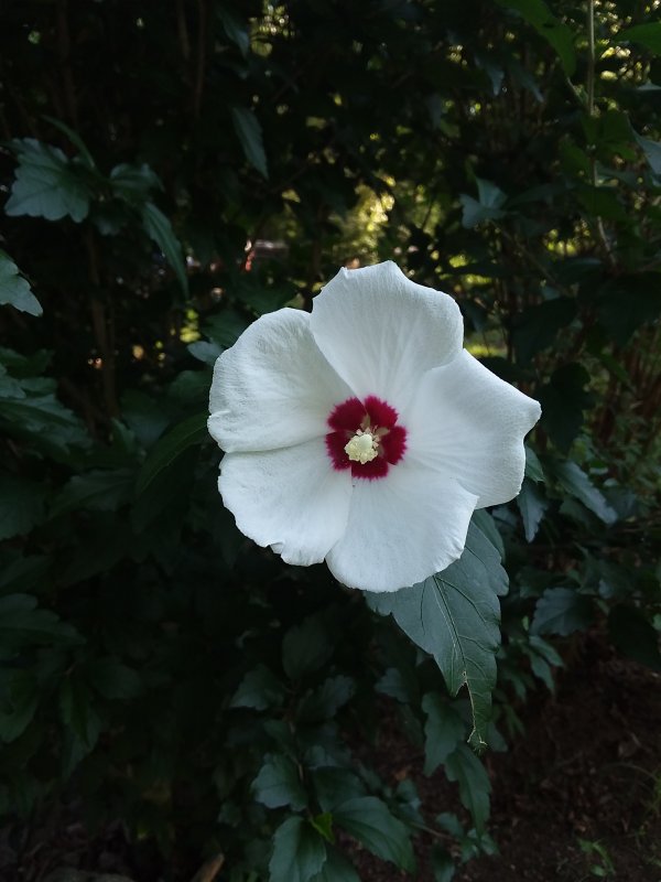 20190628_090350.jpg