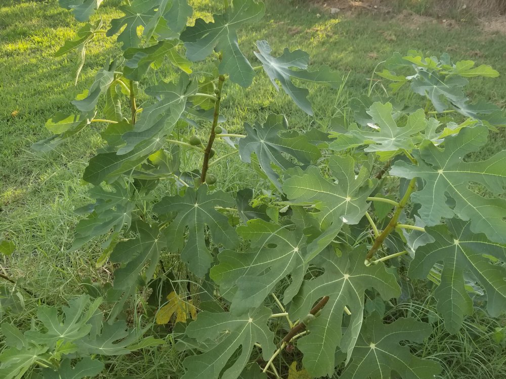 20190722_193028.jpg