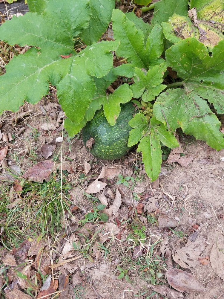 20201108_090352.jpg