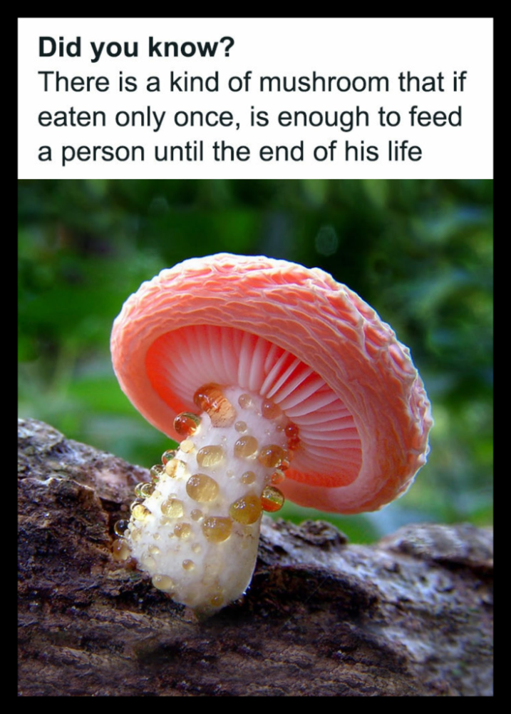 34-734x1024.png