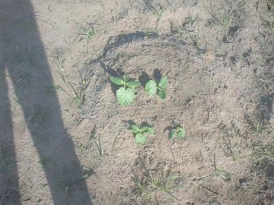5.25.20y.sqush sprouts (2).jpg