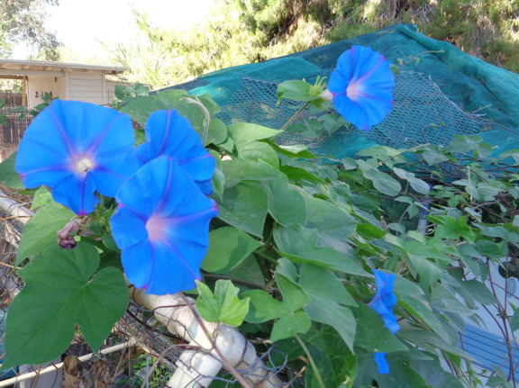 6 13 16 Morning Glories 02 email.JPG