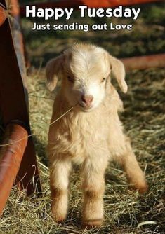 6cdef2d3ae5dc3f016bae7656ea0b010--country-farm-country-living.jpg