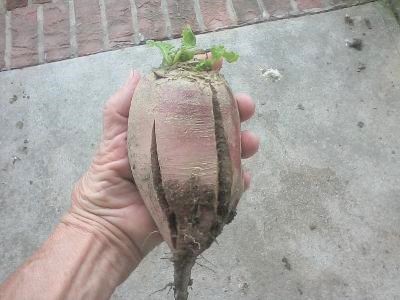 8.15 radish (2).jpg