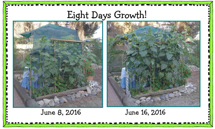8 days Sunflowers email.JPG