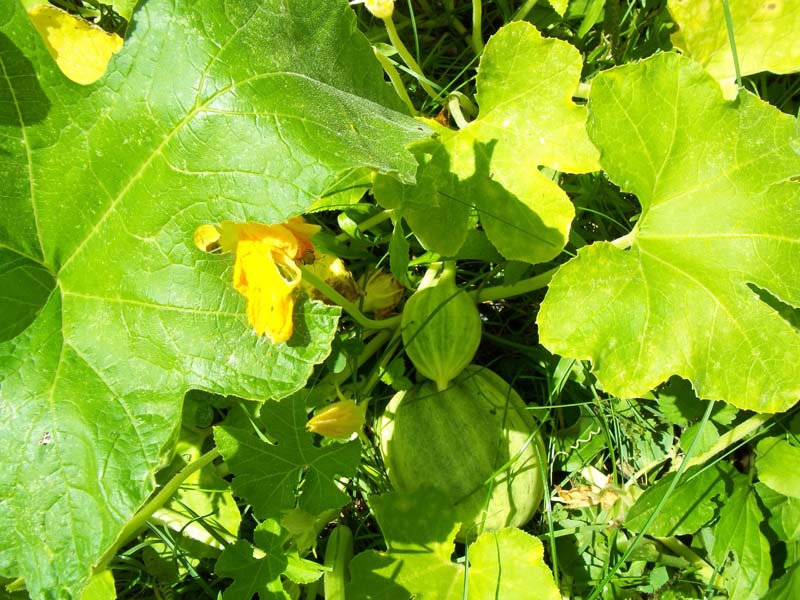 acorn-squash.jpg