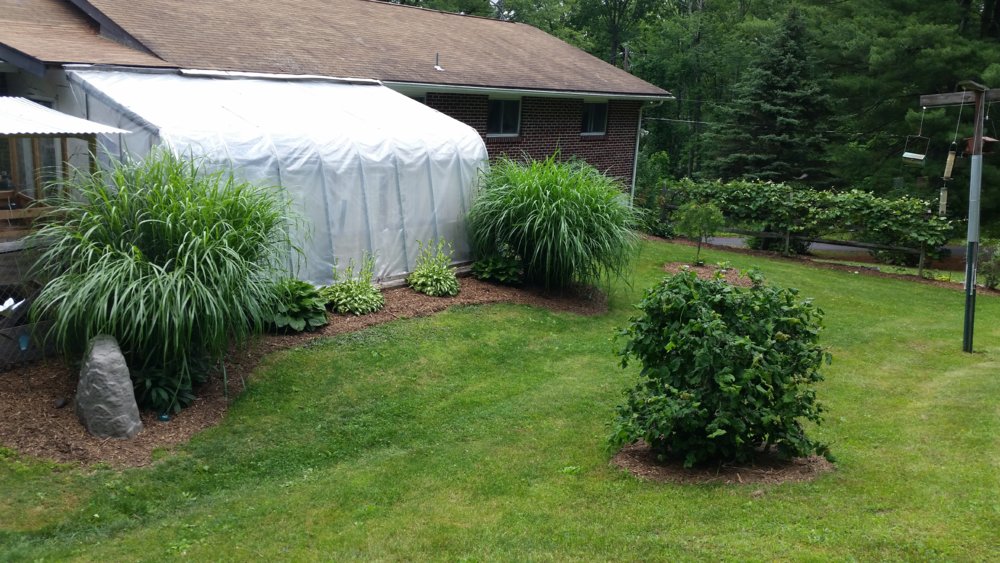 alices greenhouse.jpg