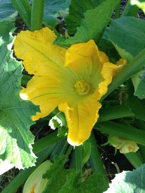 almost zucchini.JPG