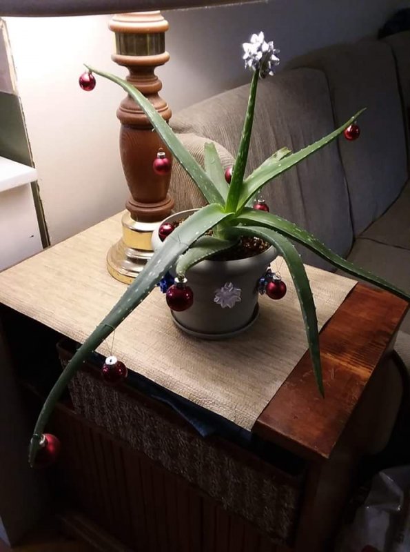 aloe.jpg