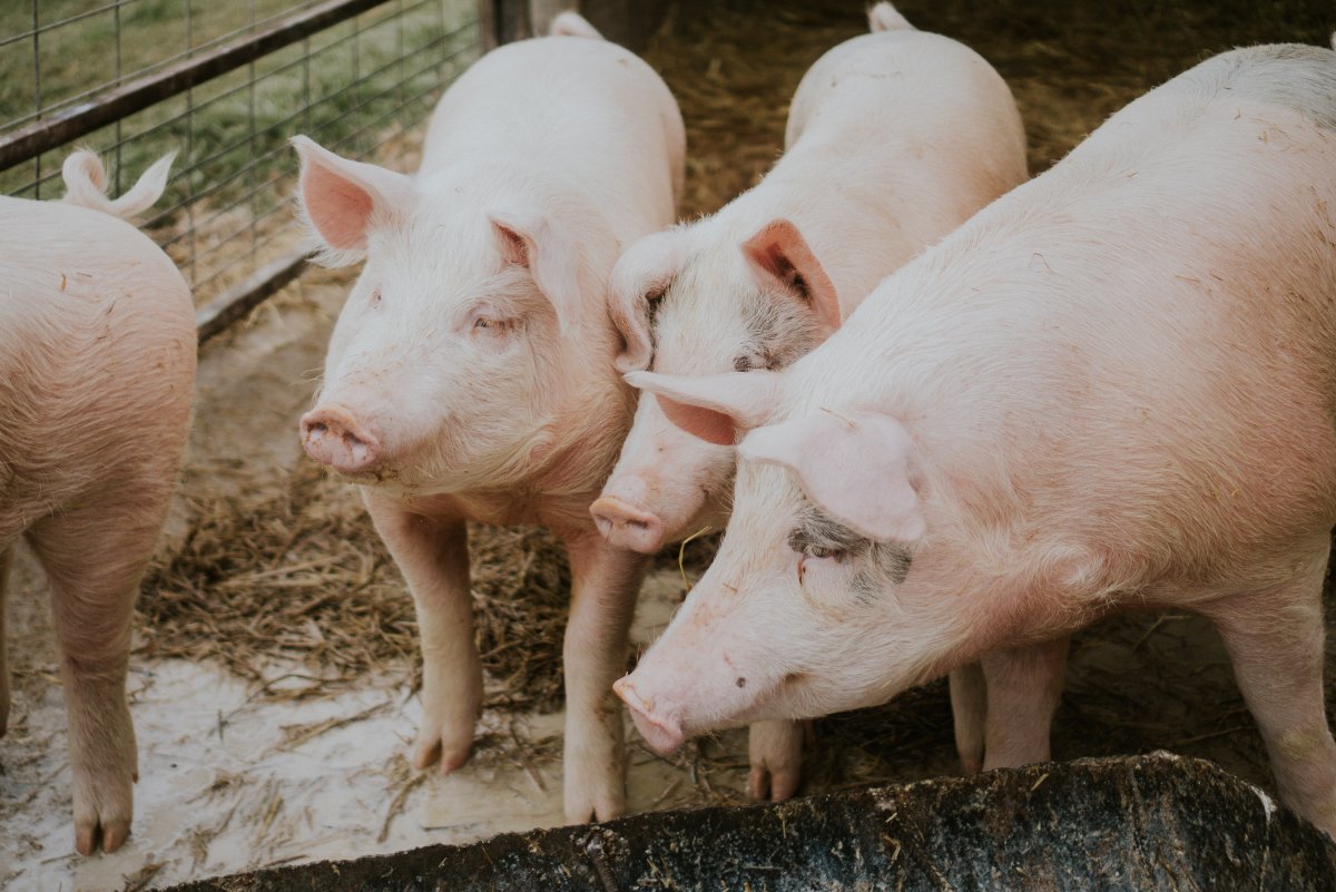 Raising Pigs on Your Homestead