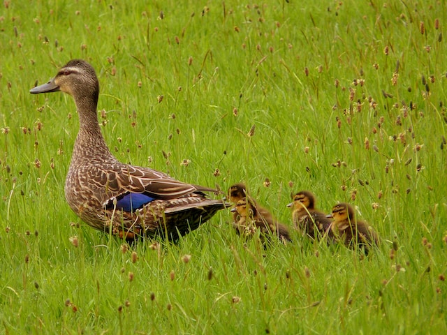 Duck Farming