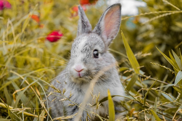 What To Feed Your Pet Rabbit