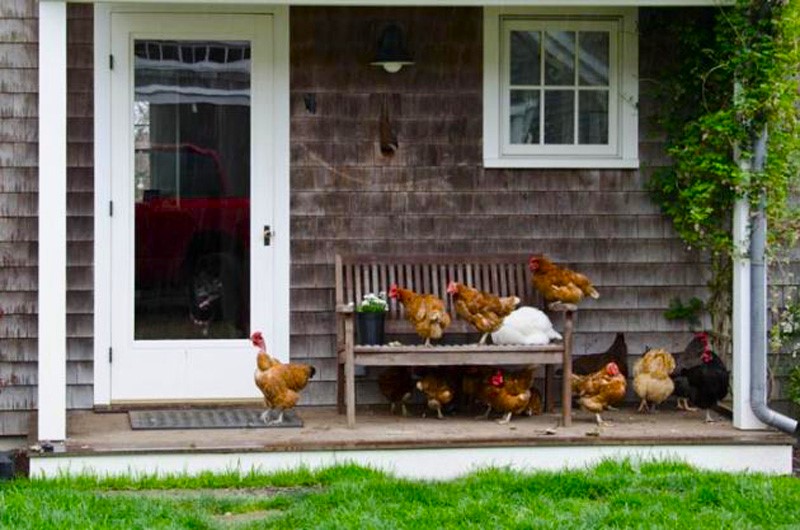 aof_c3hickens_porch.jpg