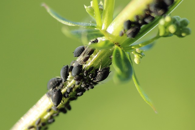A Guide to Dealing with aphids
