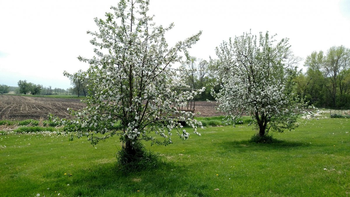 apple trees.jpg