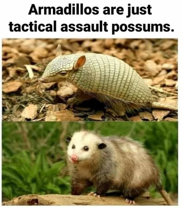 armadillos-are-just-tactical-assault-possums-memes-e65267cbd3e6321c-44c46b7fe4c99688.jpg