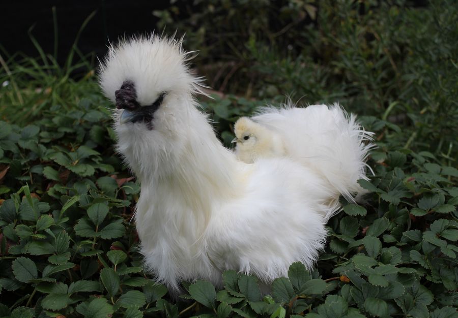 Ashes and chick.jpeg