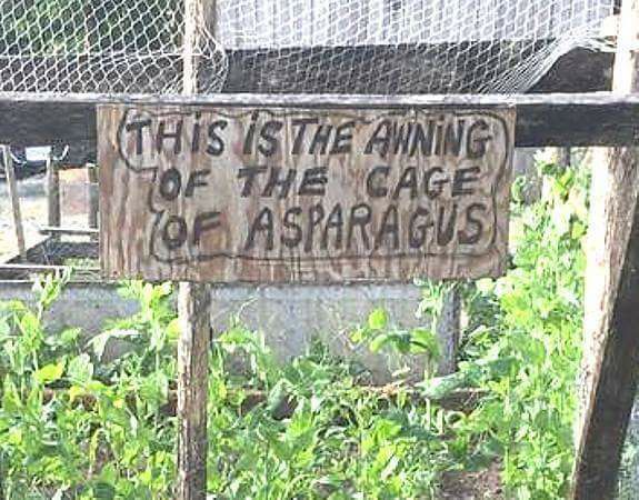asparagus.jpg