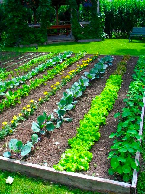 Backyard Vegetable Garden Design Plans.jpg