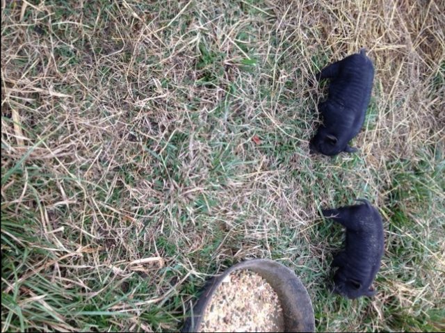 bacon bits.jpg