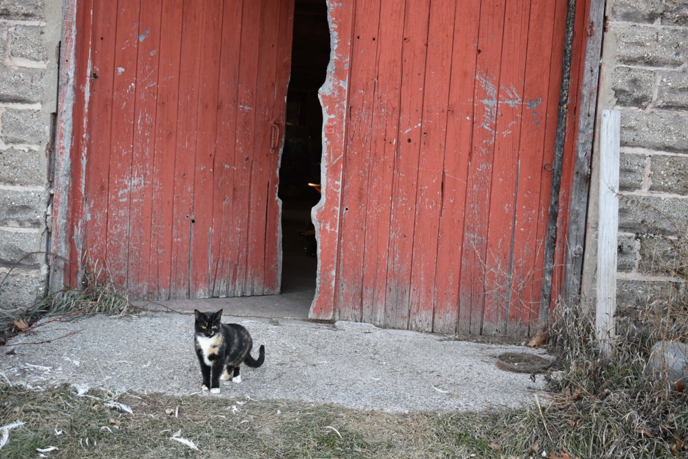 barnCat.JPG