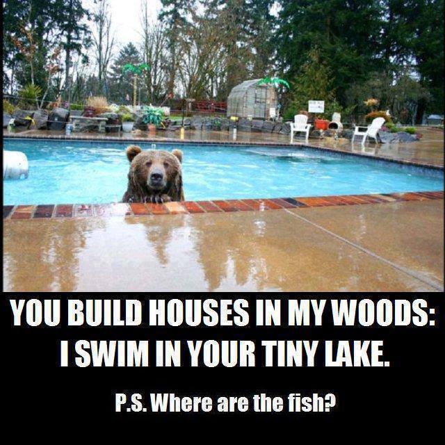 bear in pool.jpg