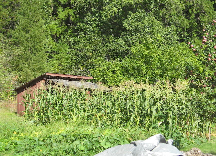 Big Garden Corn 15.JPG
