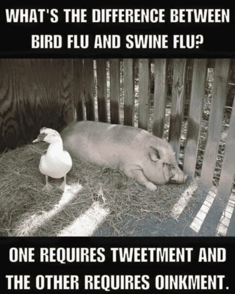 birdfluswineflu-485x606.jpg