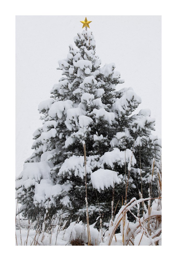 Blue_spruce_X3304566_03-30-2016-001-card.jpg
