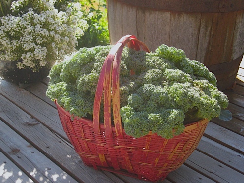 broccoli in basket.jpg