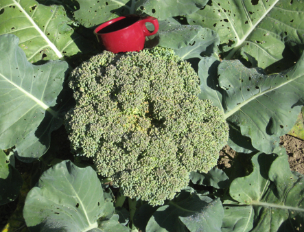 broccoli with cup.jpg